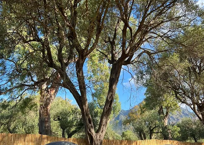 Olive Parque de Campismo Borsh