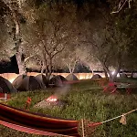 Olive Kamp alanı