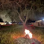 Olive Campingplatz Borsh