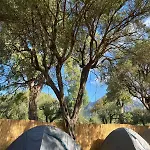Olive Kamp alanı Borş