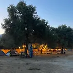 Olive Camping *