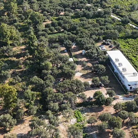 Campeggio Olive Borsh